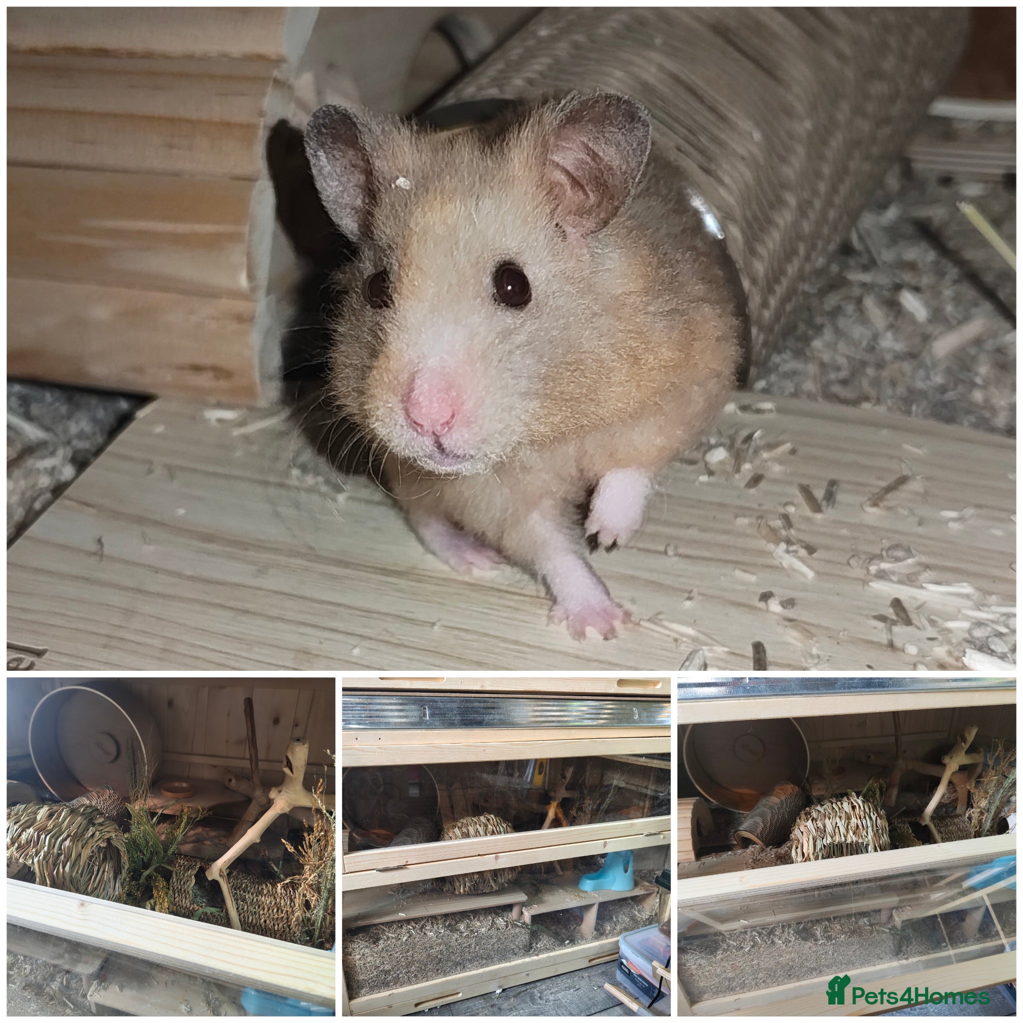 Hamster rodents beautiful hamster with or without enclosure - Advert 9