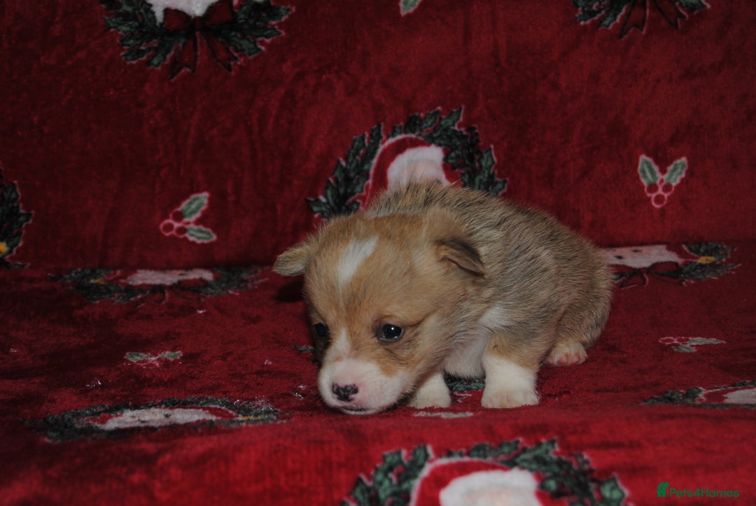 Welsh Corgi Pembroke dogs for sale: Welsh Pembroke Corgi Puppies - Girls Available - Advert 13