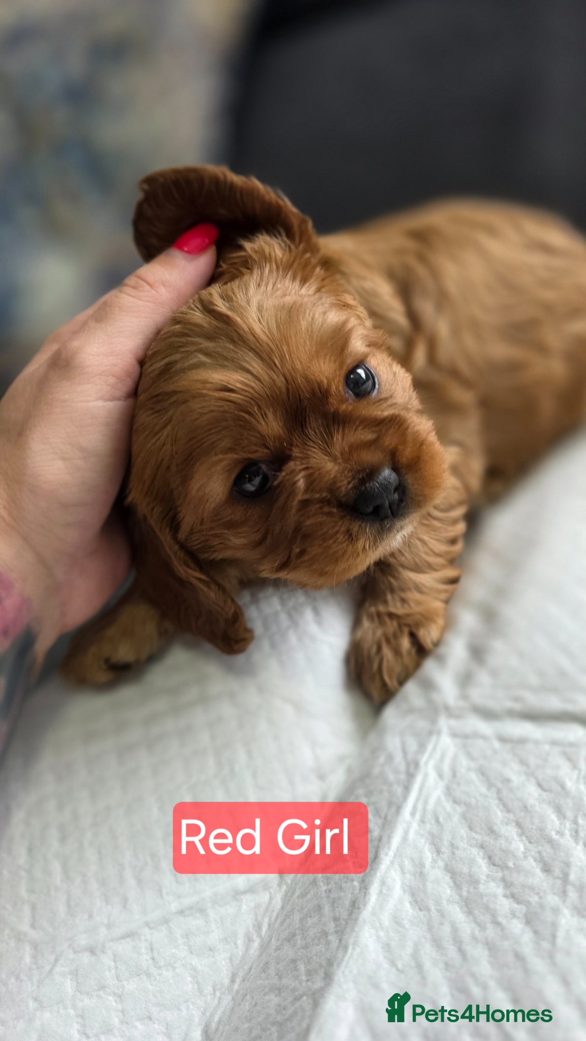 Cavalier King Charles Spaniel dogs for sale: Beautiful Cavalier King Charles Spaniel  in Nottingham - Advert 6