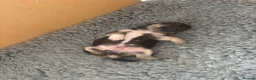 Chihuahua dogs for sale: Gorgeous Rare Pure Breed Chihuahua Puppies - Advert 19