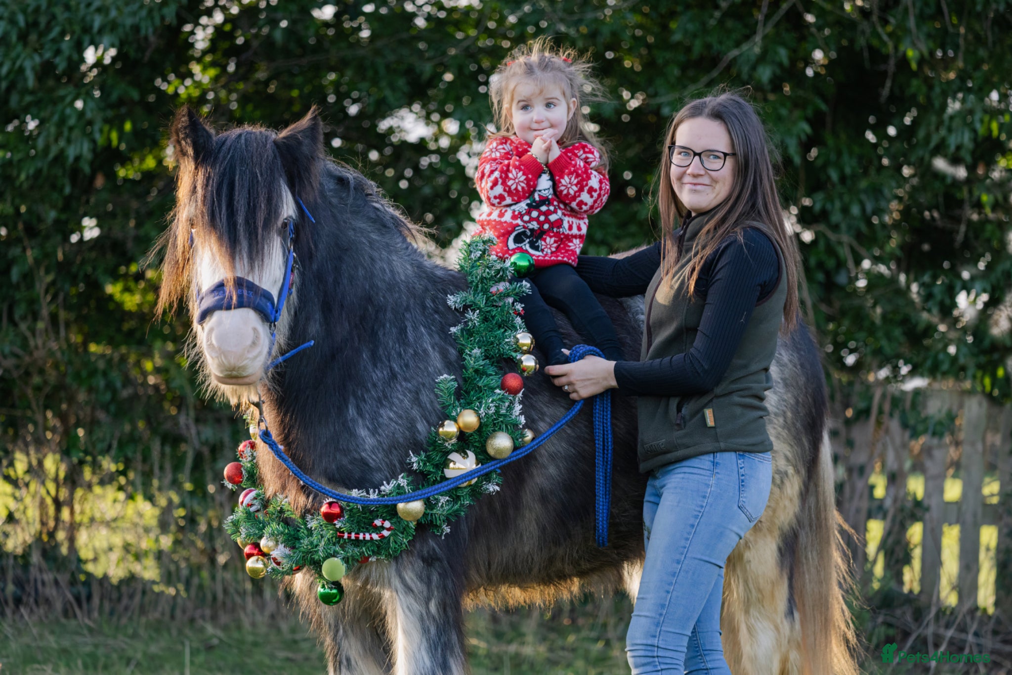 Irish Cob horses for sale: Norman  - Advert 19