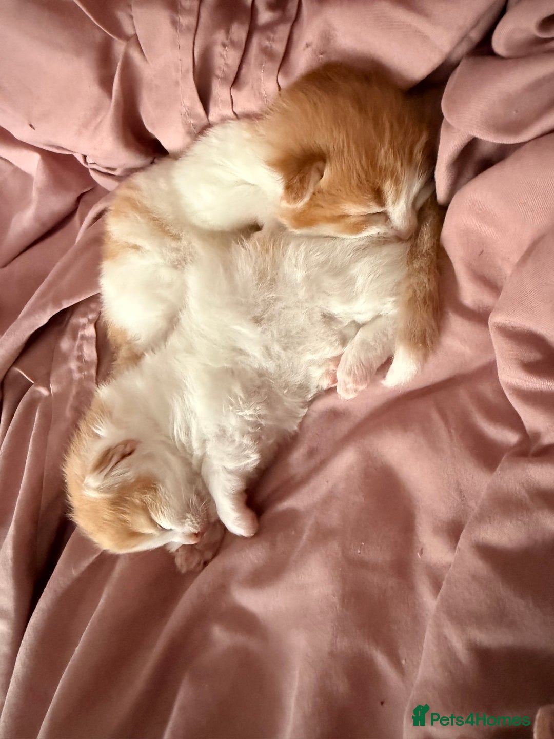 British Longhair cats for sale: 4 beautiful fluffy kittens  - Image 4