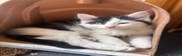 Turkish Angora cats for sale: 2 female 1 male Turkish angora kittens  - Advert 10