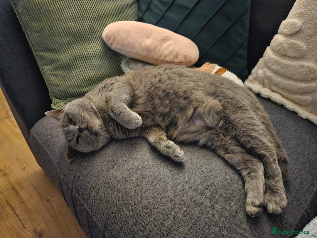 British Shorthair cats for sale: Beautiful British Blue needs a loving home - Advert 5