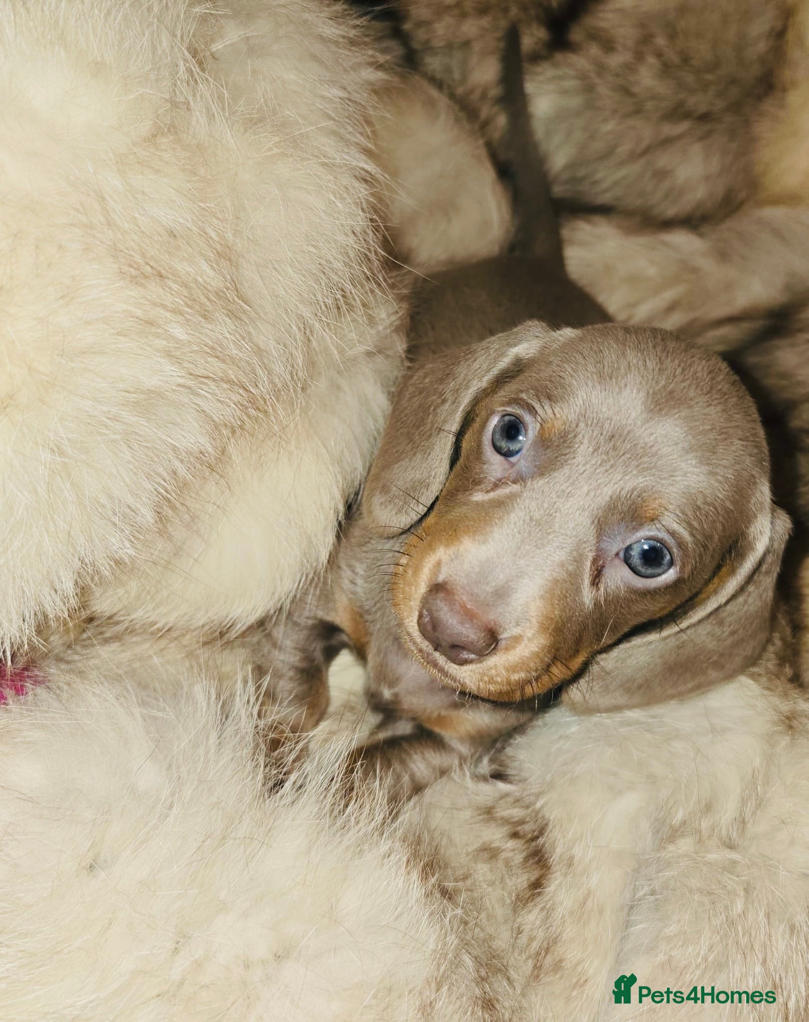 Miniature Dachshund dogs KC Mini Dachshunds 1 Beautiful girl left Ready now - Advert 11