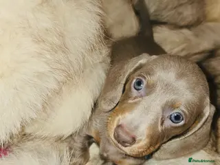 Miniature Dachshund dogs KC Mini Dachshunds 1 Beautiful girl left Ready now - Advert 11