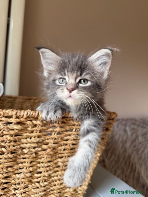 Maine Coon cats ONE Stunning Maine Coon cross kitten BOY available - Advert 1