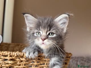 Maine Coon cats ONE Stunning Maine Coon cross kitten BOY available - Advert 1