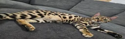 Bengal cats for sale: Loving Bengal awaiting furever lap - Advert 4