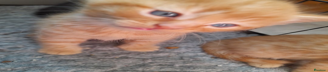 Mixed Breed Kitten 2