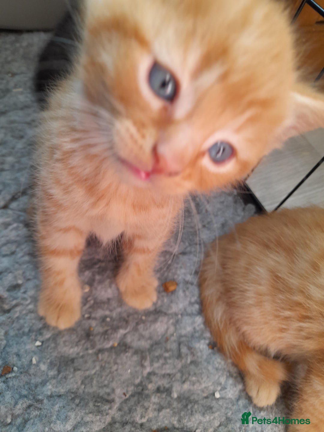 Mixed Breed cats for sale: Gorgeous Ragamuffin x kittens. - Image 3