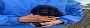 Cocker Spaniel 2 (Green)
