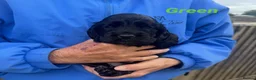 Cocker Spaniel dogs for sale: 4 Week Old Show Type Cocker Spaniel Puppies - Advert 16