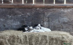 Mixed Breed dogs for sale: Dalmador - Image 8