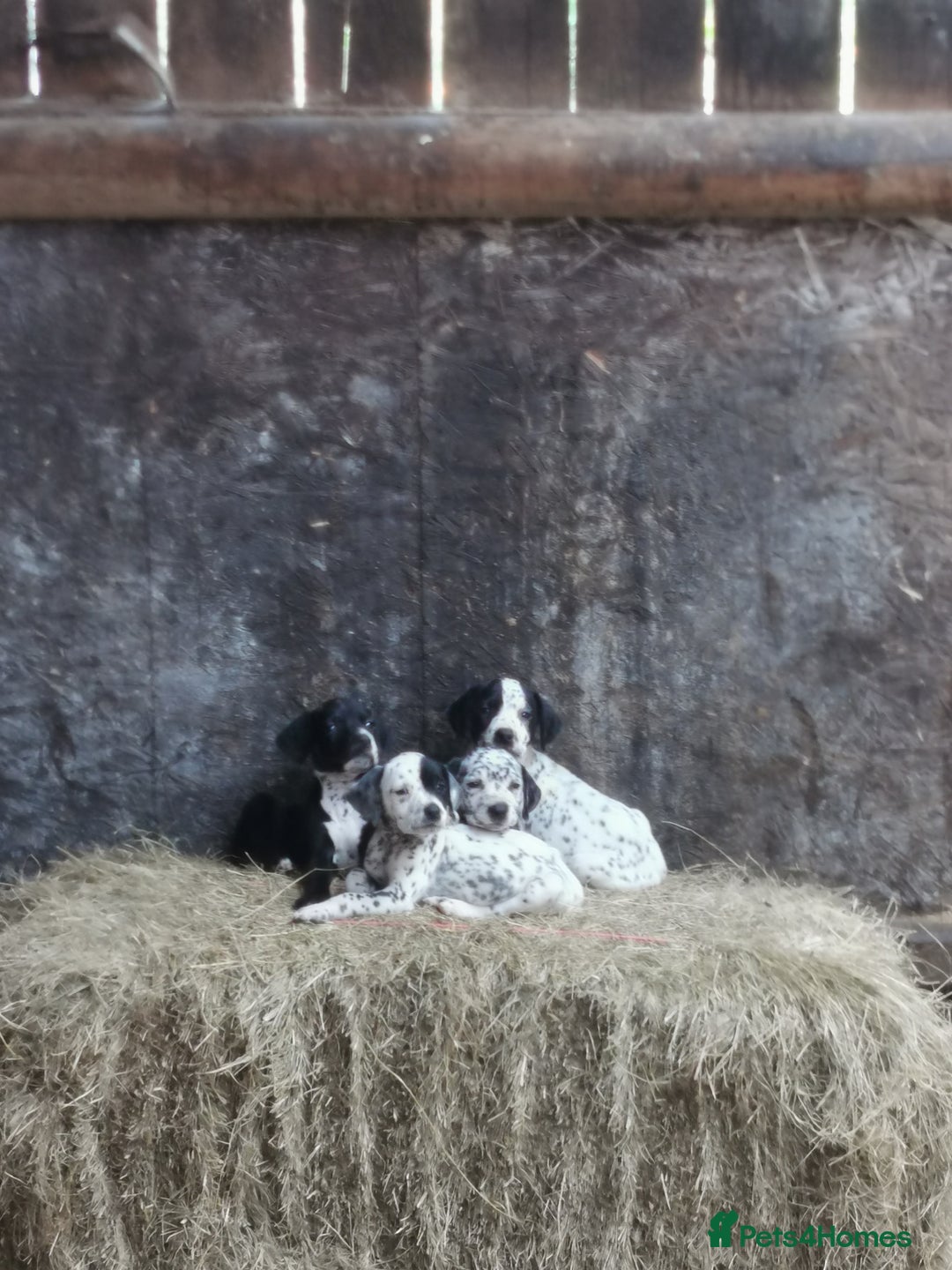Mixed Breed dogs for sale: Dalmador - Image 8