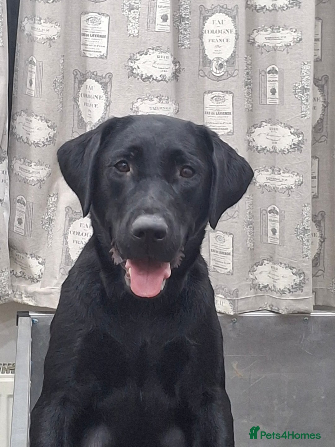 Labrador Retriever dogs for sale: KC Registered Health Tested Labrador puppies - Advert 5