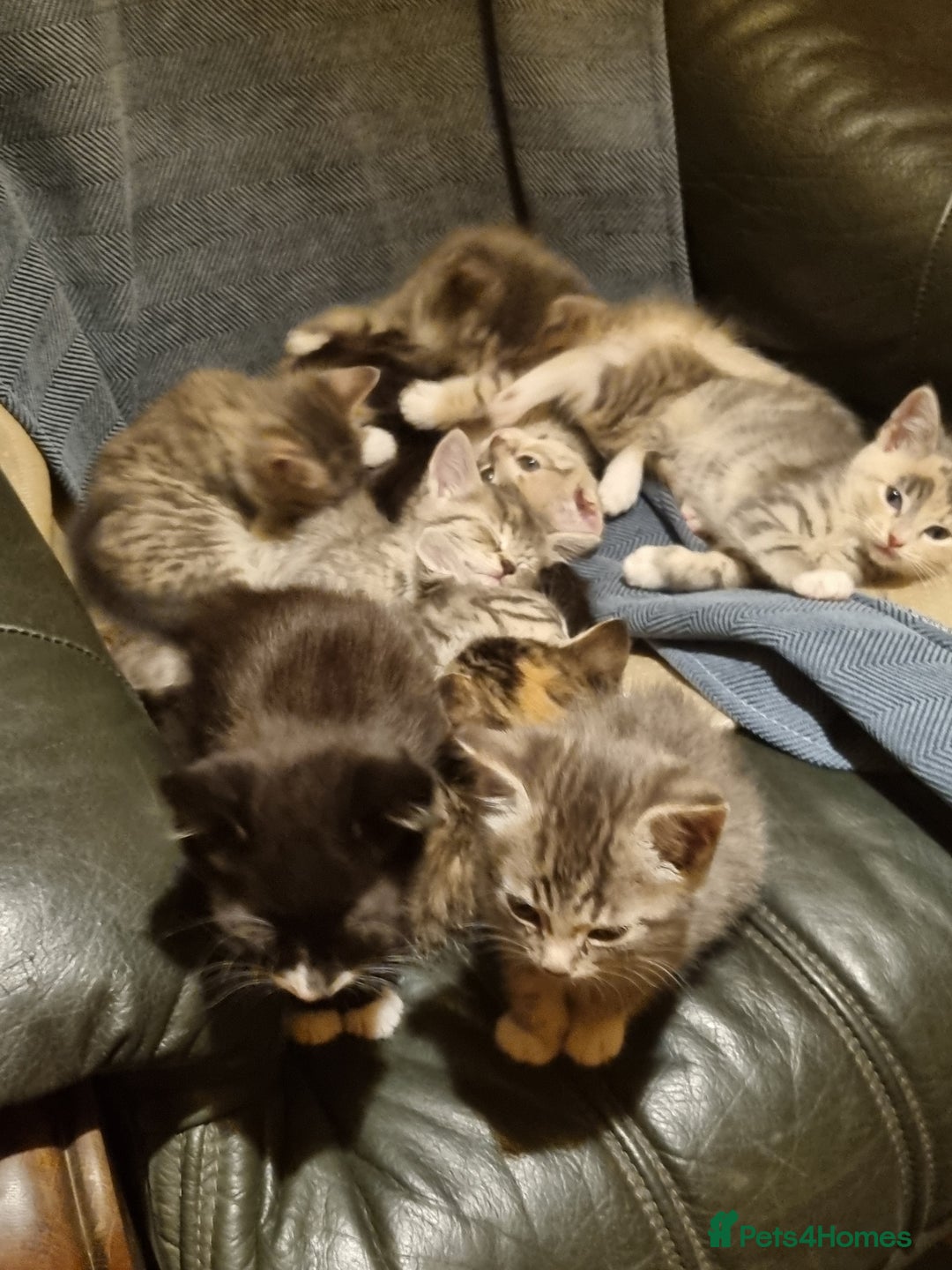 Maine Coon cats for sale: Main coon/ British short hair mix - Image 10