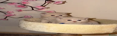 Biscuit 