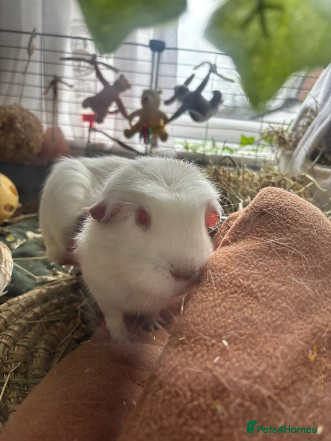 Guinea Pig rodents for sale: Free guinea pig male - Advert 2