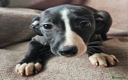 Whippet dogs for sale: **Ready now**KC HEART AND HEALTH TESTED WHIPPETS - Image 14