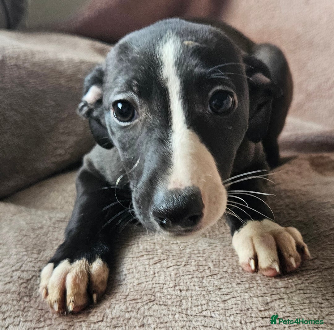 Whippet dogs for sale: **Ready now**KC HEART AND HEALTH TESTED WHIPPETS - Image 14