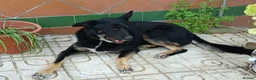 Mixed Breed dogs for adoption: 🐶 Bingo the perfect family companion ❤️  - Advert 7