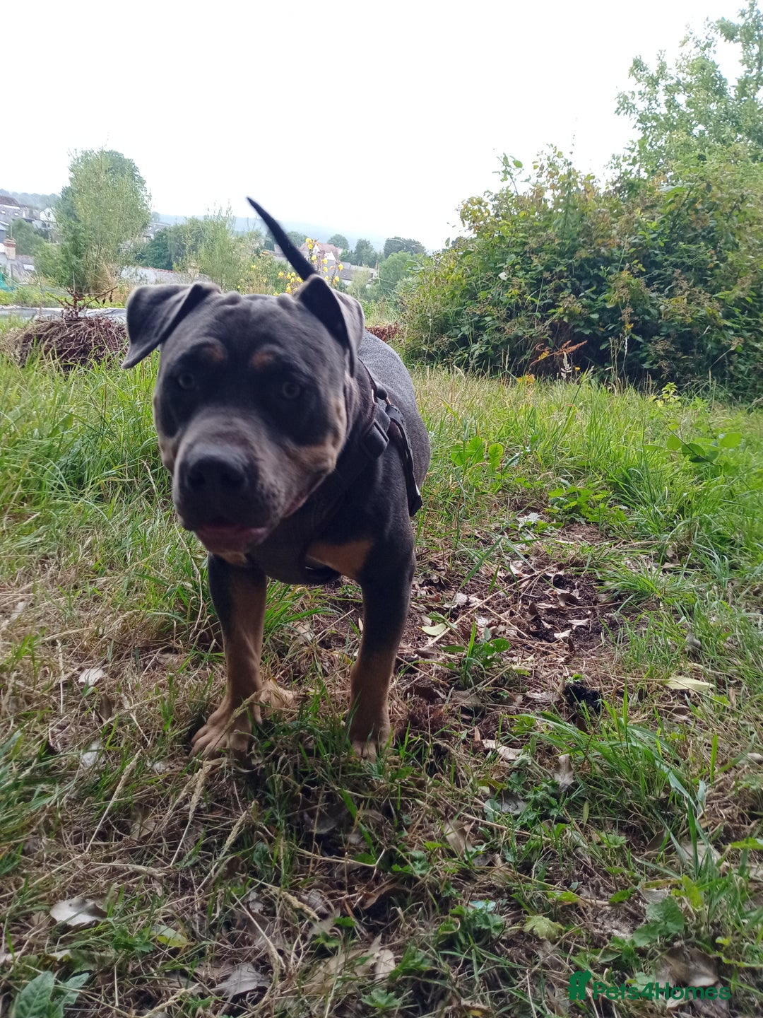 American Bully dogs for sale: American bully  - Image 7