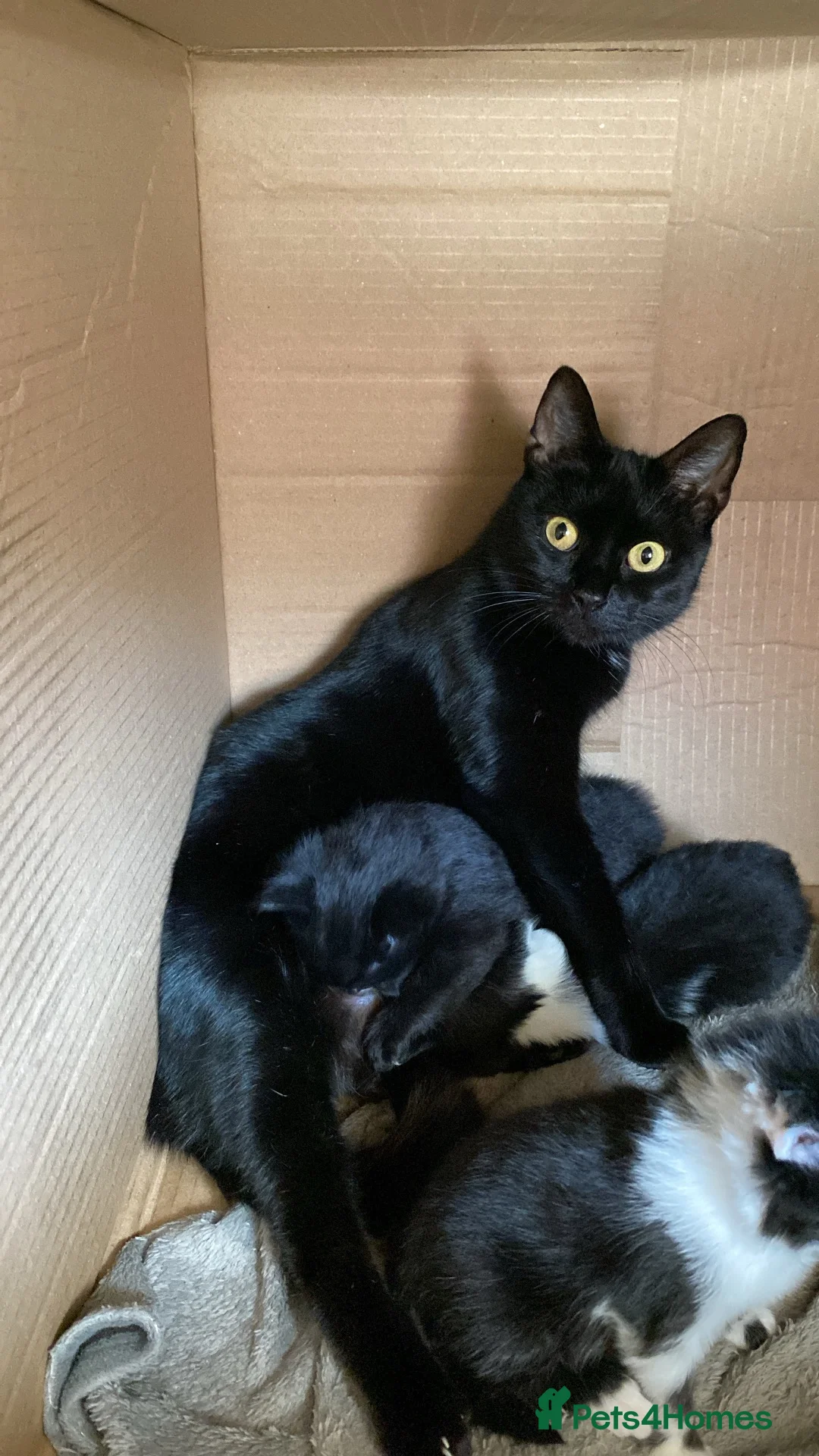 Mixed Breed cats for sale: Bombay x Siamese - Advert 1