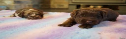 Labradoodle dogs for sale: Chocolate & chocolate Merle Labradoodles 🐾🐾🐾 - Advert 3