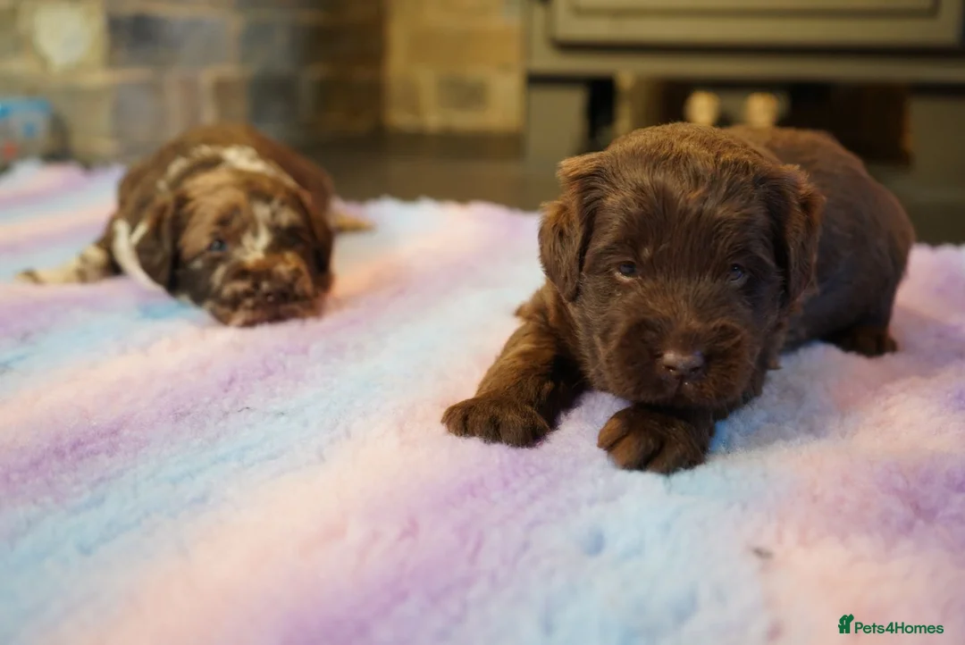 Labradoodle dogs for sale: Chocolate & chocolate Merle Labradoodles 🐾🐾🐾 - Advert 3