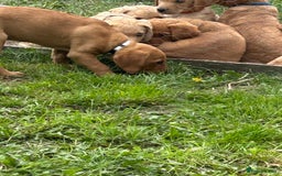 Labrador Retriever dogs for sale: Ready to go! KC reg Labradors (yellow/Foxred) - Image 17