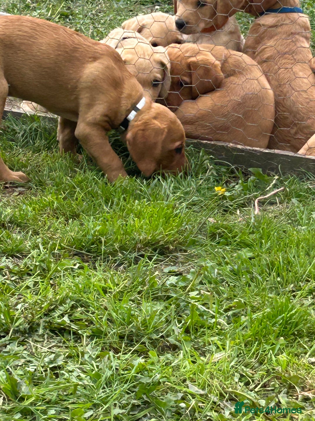Labrador Retriever dogs for sale: Ready to go! KC reg Labradors (yellow/Foxred) - Image 17