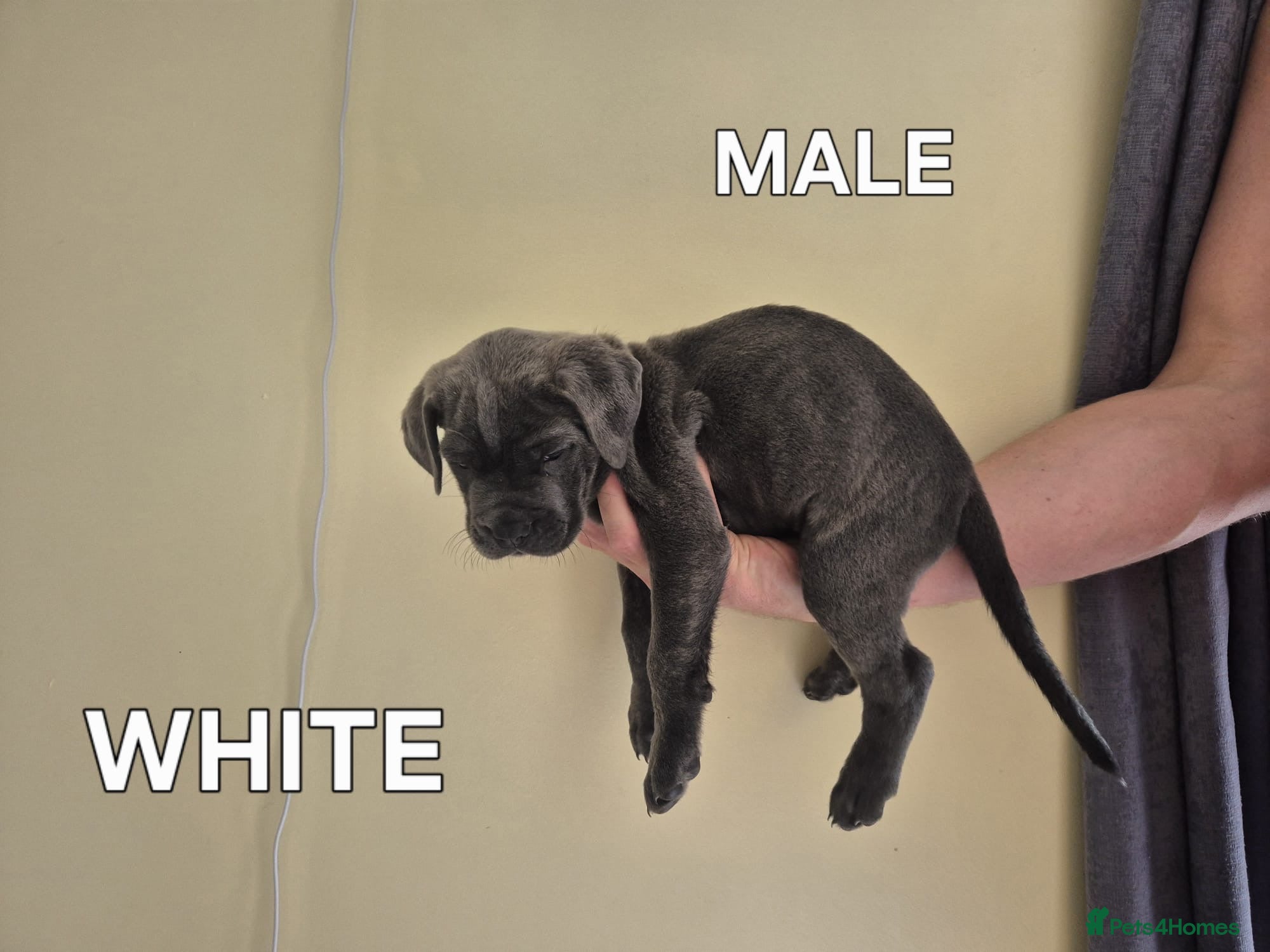 Cane Corso dogs CANE CORSO PUPPIES BLUE & MERLE - Advert 2