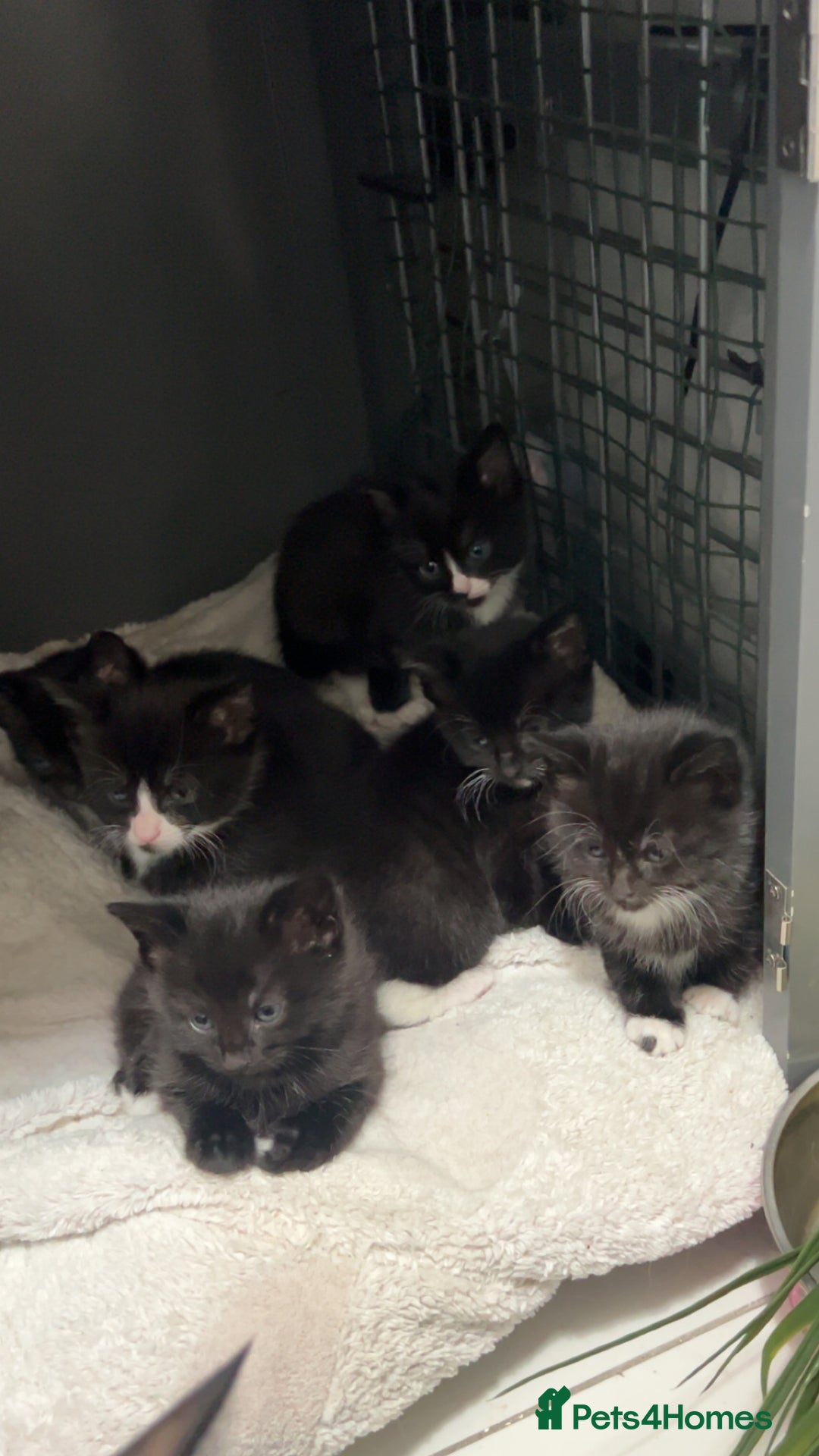 Mixed Breed cats for sale: beautiful kittens  - Advert 5