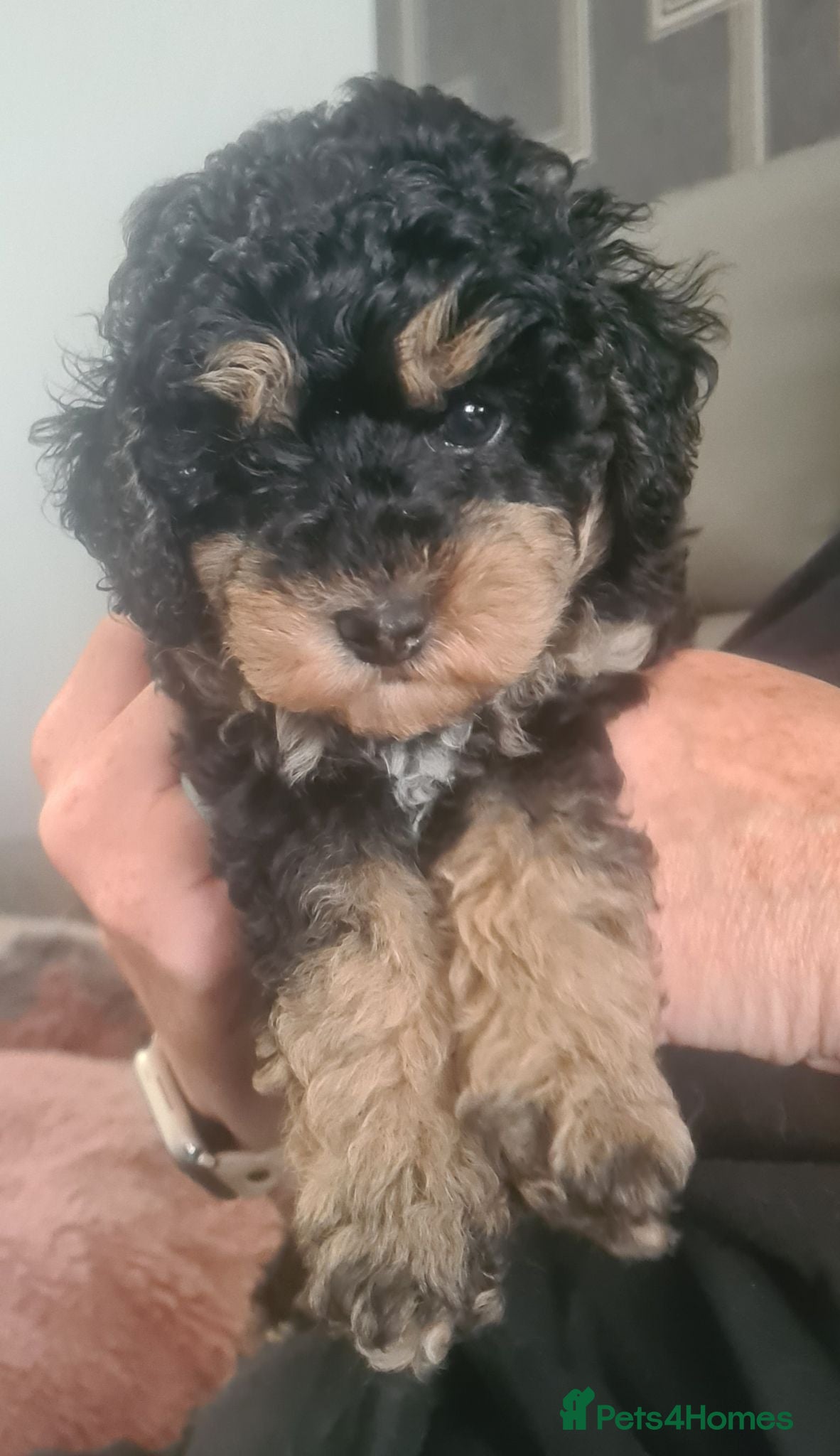 Poochon dogs Phantom boy  - Advert 2