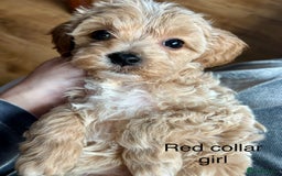 Cavachon dogs for sale: Super friendly, Litter trained Cavapoochon’s - Image 31