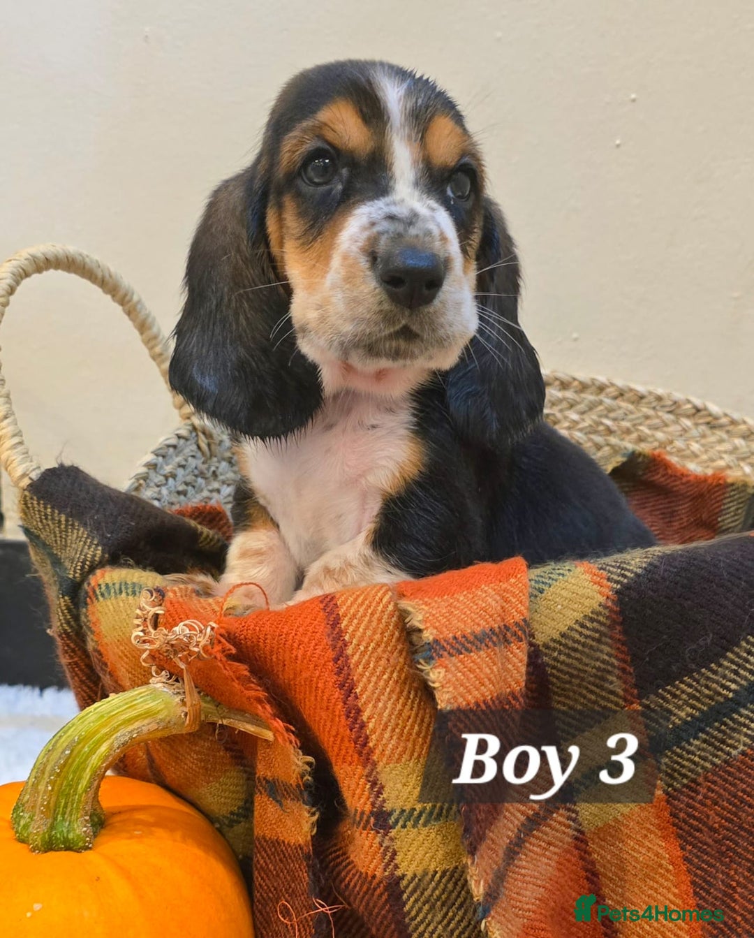 Basset Hound dogs for sale: Stunning Bassett Hound puppies - Image 4