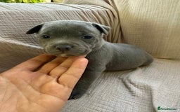 Staffordshire Bull Terrier dogs for sale: Absolutely cute Blue staffys for sale - Image 1