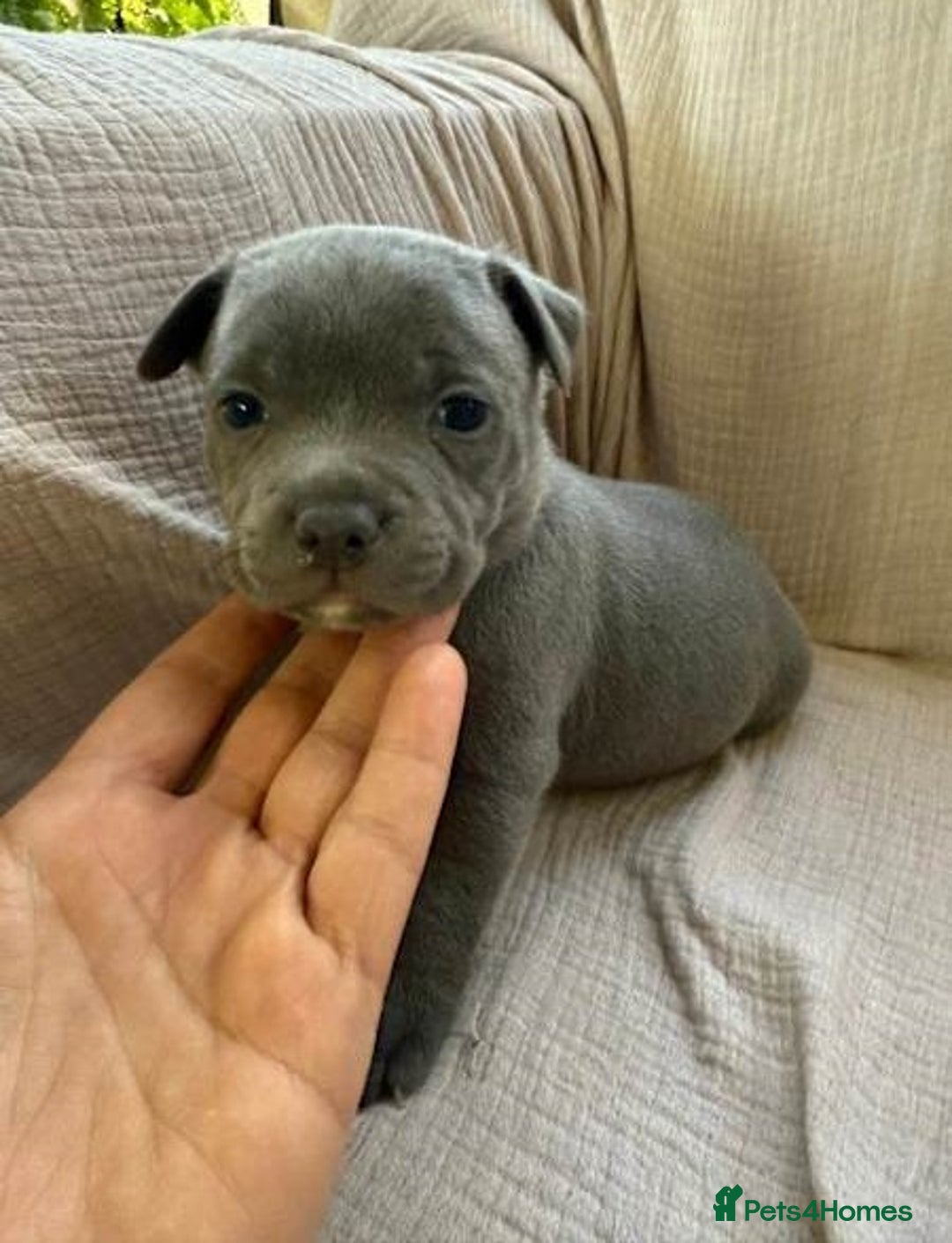 Staffordshire Bull Terrier dogs for sale: Absolutely cute Blue staffys for sale - Image 1