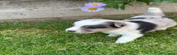Border Collie dogs for sale: Mother is KC registered Dad is pure bred  in Ashbourne - Advert 7