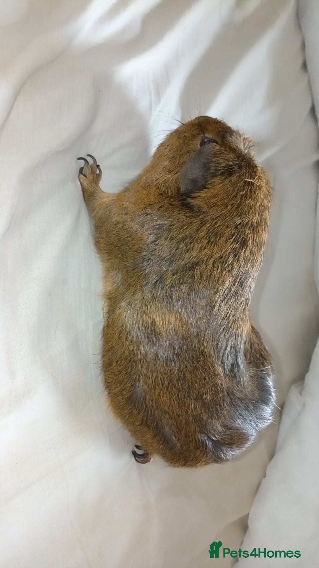 Guinea Pig rodents Male guinea pig with cage (2 years old)  - Advert 6