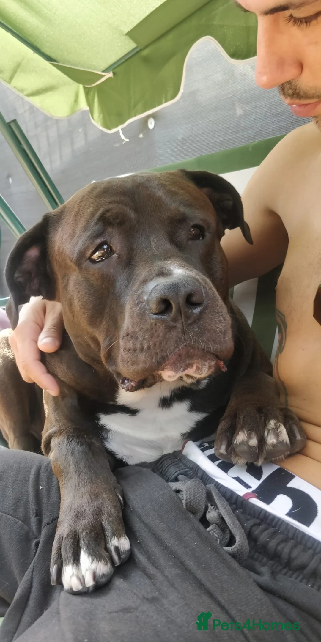 Mixed Breed dogs for stud: Looking for a female dog - Advert 15