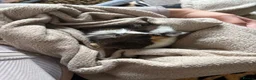 Guinea Pig rodents for sale: Guinea pig  in Bolton - Advert 4