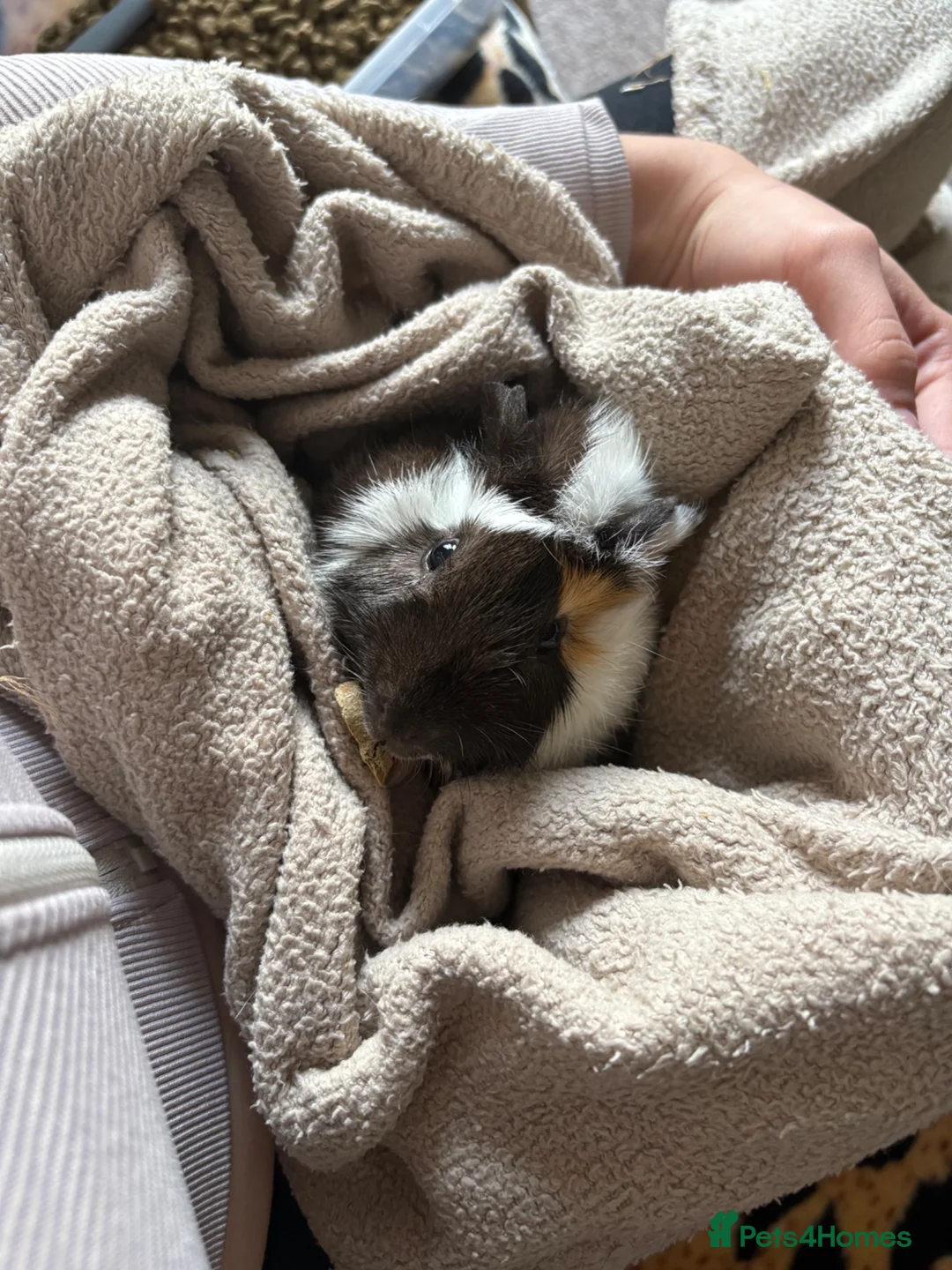 Guinea Pig rodents for sale: Guinea pig  in Bolton - Advert 4