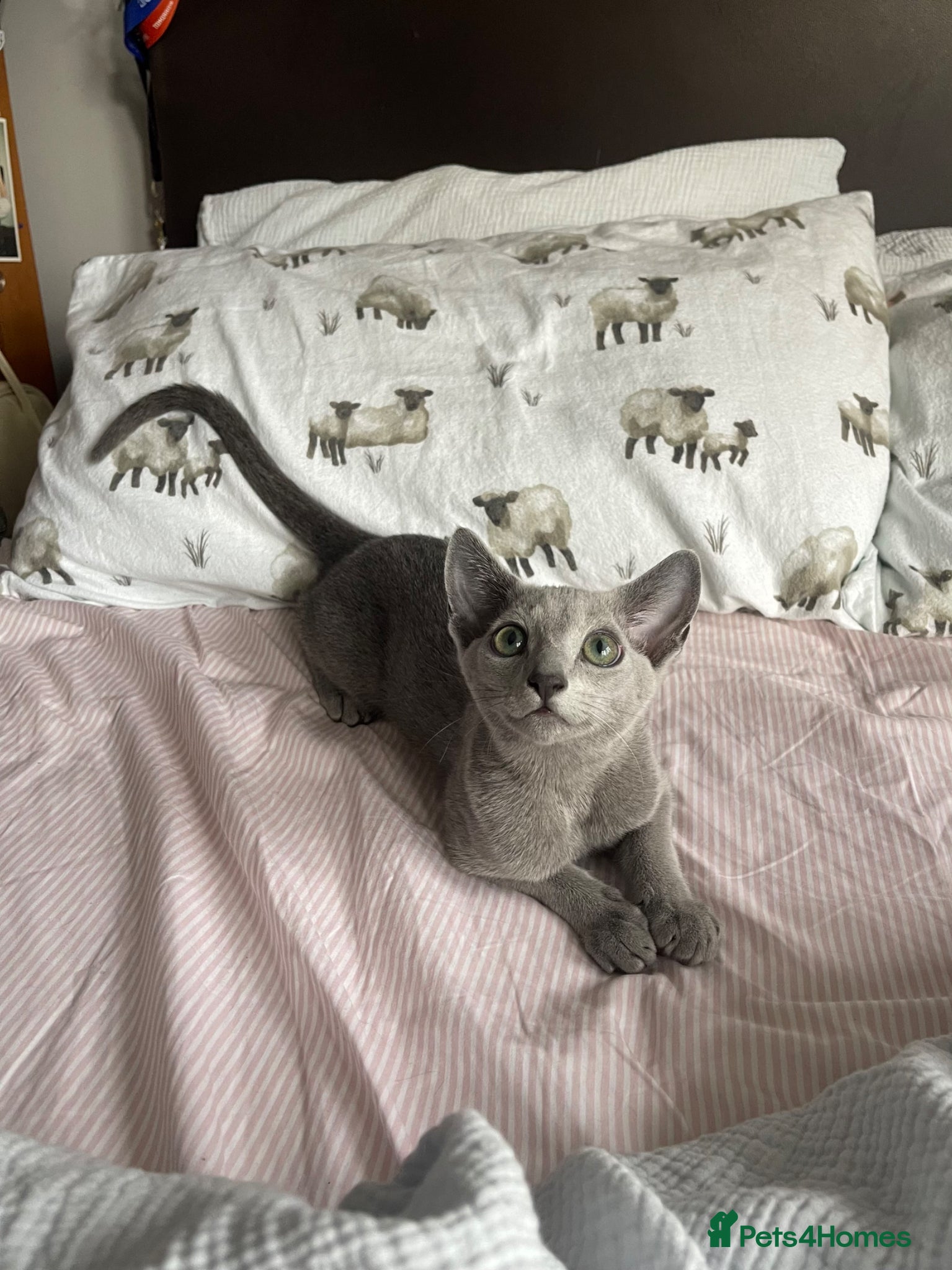 Russian Blue cats for sale: Russian blue kitten - Advert 6