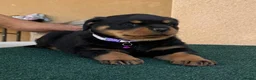 Rottweiler dogs for sale: 💃lovely gentle giant🕺 available to new homes🍌🍌 in Selby - Advert 3