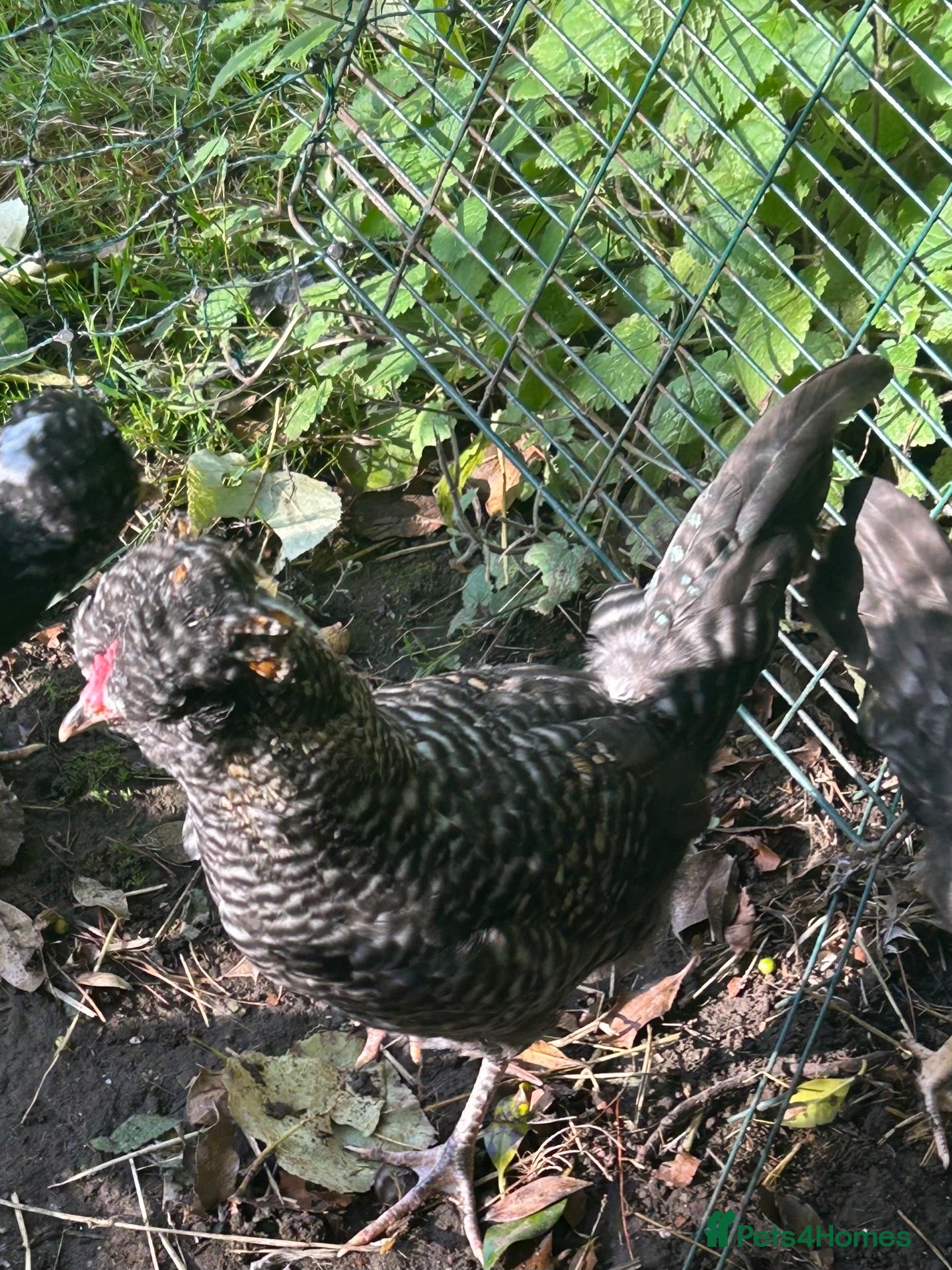 Chickens poultry Lacey cockerel - Advert 1