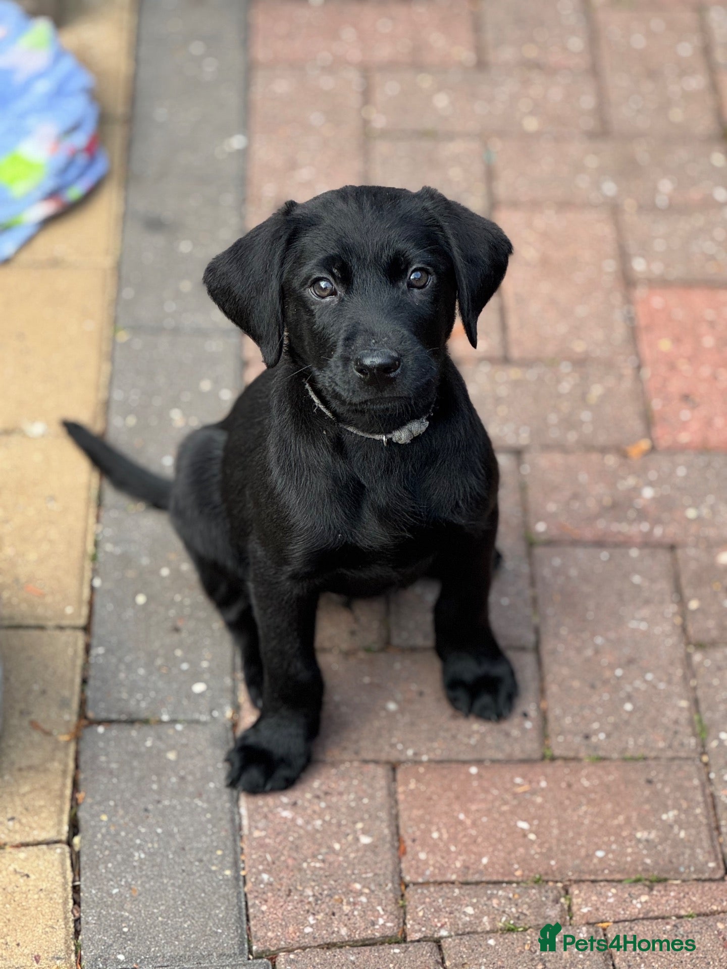 Labrador Retriever dogs for sale: 🐶 KC LABRADOR PUPPIES 🐶 - Advert 2