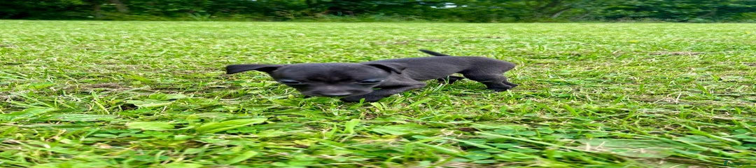 Italian Greyhound Puppy 3