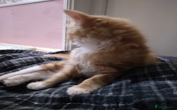 Mixed Breed cats for sale: Ragdoll cross kittens - Image 14